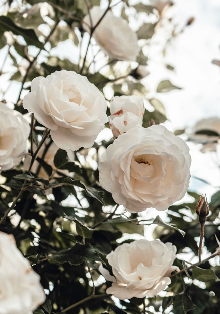 Flickering Fragrances